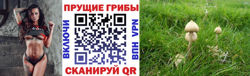 МЕГА   Медынь  Псилоцибиновые грибы MAGIC MUSHROOMS  где можно купить  